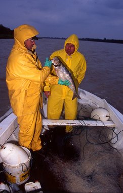 Pêcheurs d'alose