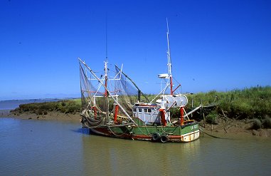 Pibalier attendant la marée montante