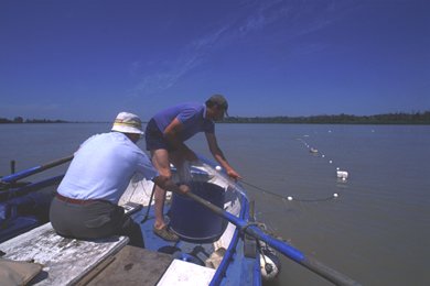 Pêche à l'alose