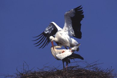 Accouplement de Cigognes