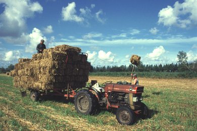 La Vergne : récolte de la bauge