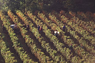 Vendanges au Château Rousset