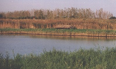 Tonne et blanc dans le palus de Maubert (33 - Blanc de tonne = étendue d'eau artificielle)