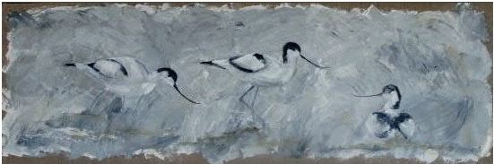 Avocettes