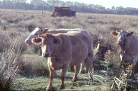 &eacute;levage extensif dans une prairie &agrave; joncs (marais du Nord-Blayais)
