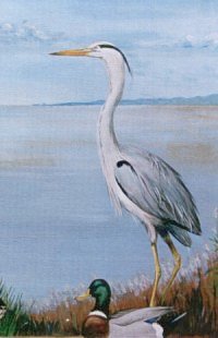Héron cendré et Canard colvert (M. Badrignans)