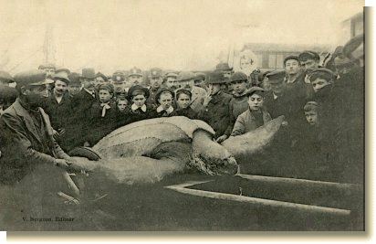 La tortue luth