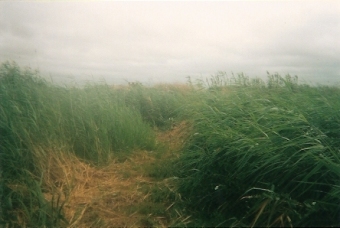Un sentier dans les roseaux
