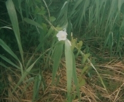Fleur dans les roseaux