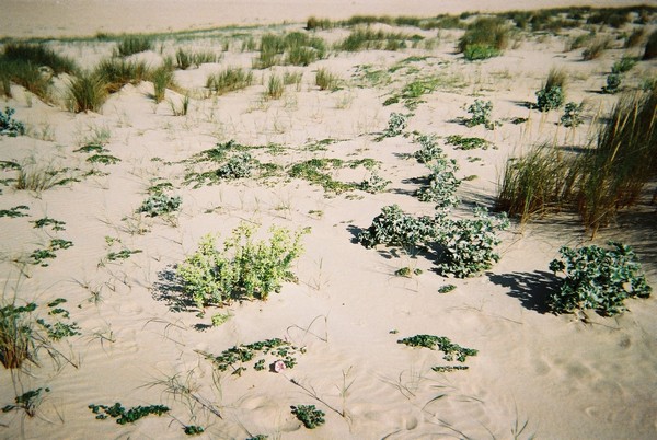 Chardons, immortelles, oyats…