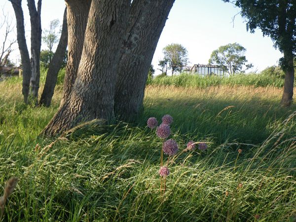 Une sieste à l’ombre d’un bosquet