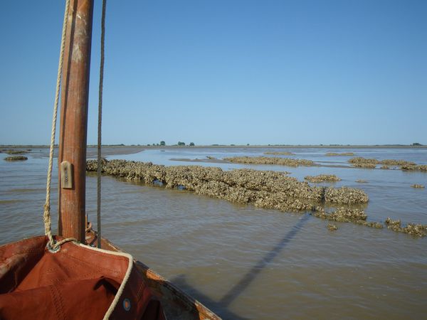 Port de Talais : à l’aviron entre les crassats