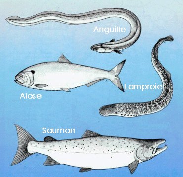 Principaux poissons migrateurs (coll. Cemagref Bordeaux)