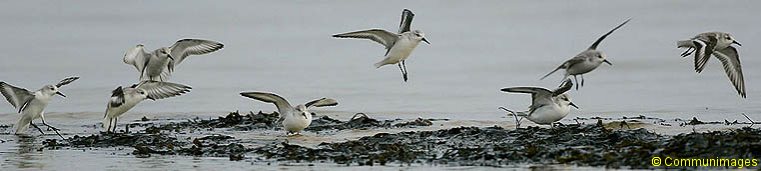Sanderlings